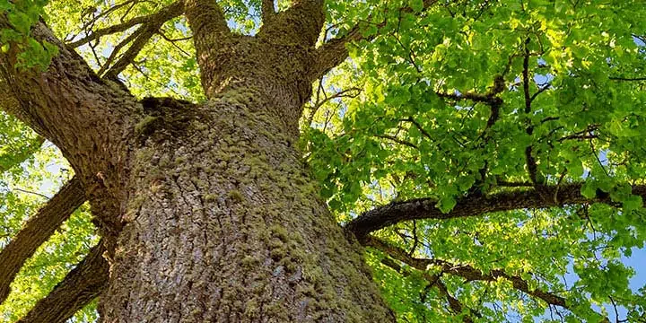 What is Dutch Elm Disease and How Do I Prevent It?