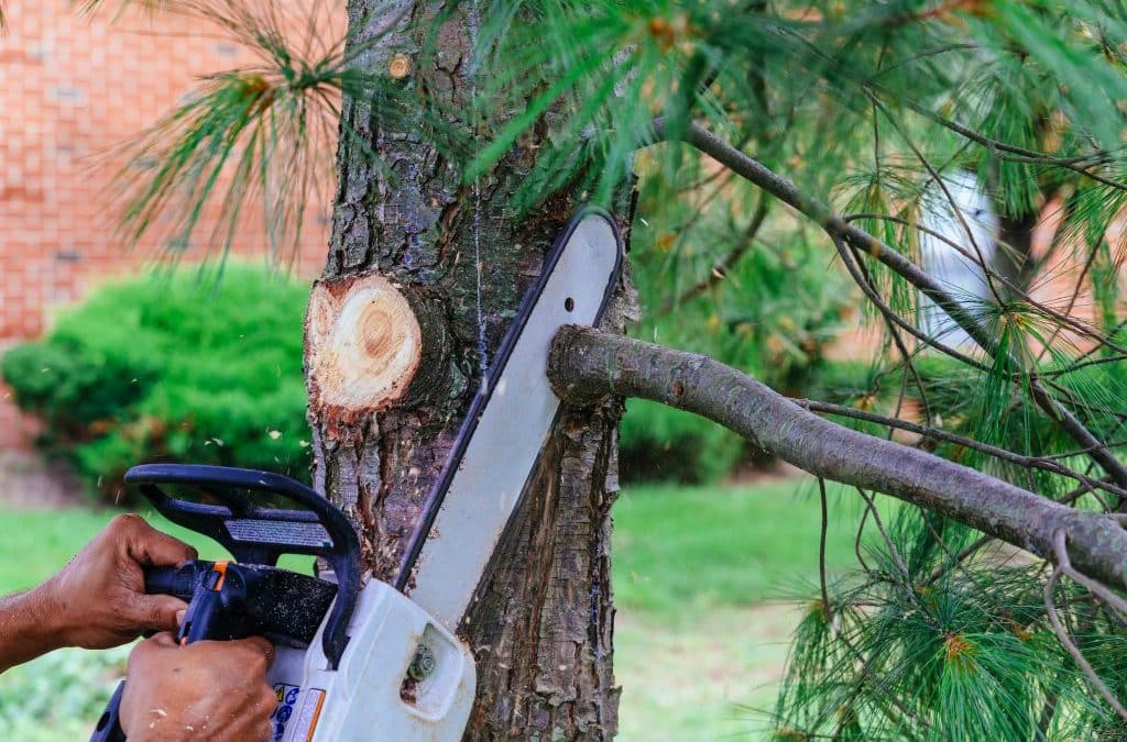 A Little Off the Top: The Importance of Pruning Your Trees