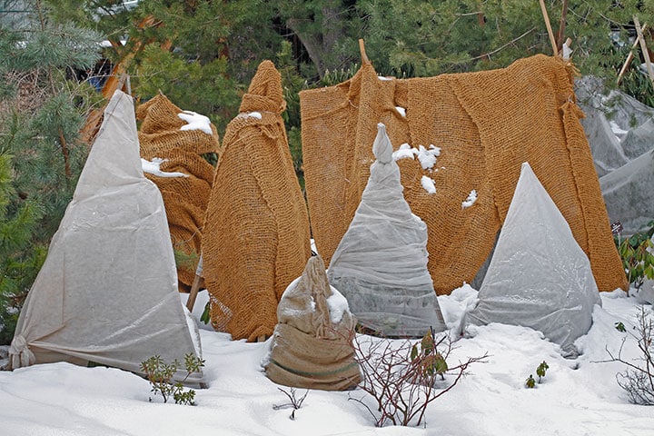 covered bushed with plastic and brown cloth. Ground is full of snow and green trees in the background