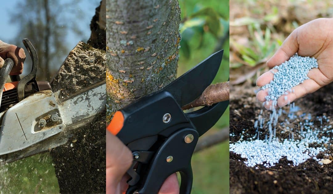 Winnipeg Arborist’s Top Tips for Year – Round Tree Care