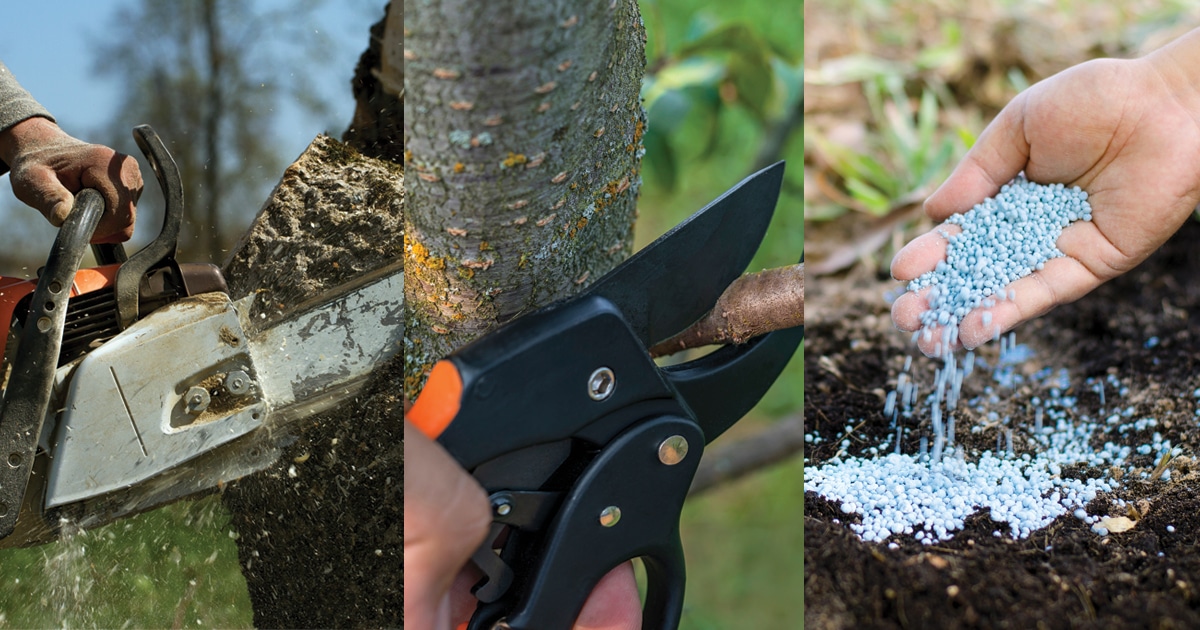 Three photo gallery | chainsaw cutting through a tree | clipper cutting off a branch | hand fertilizing on the ground | Kildonan Tree Services