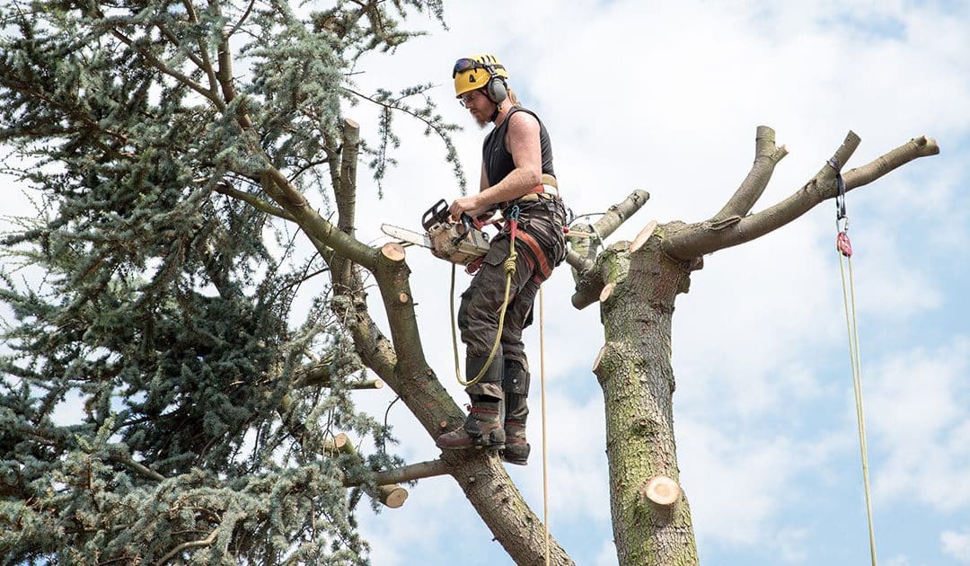 Why Tree Topping Hurts Trees