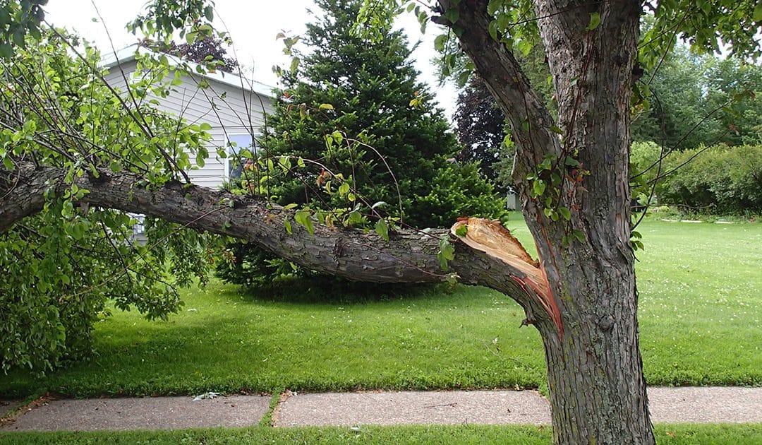 Is My Tree Safe? Tree Risk Assessment
