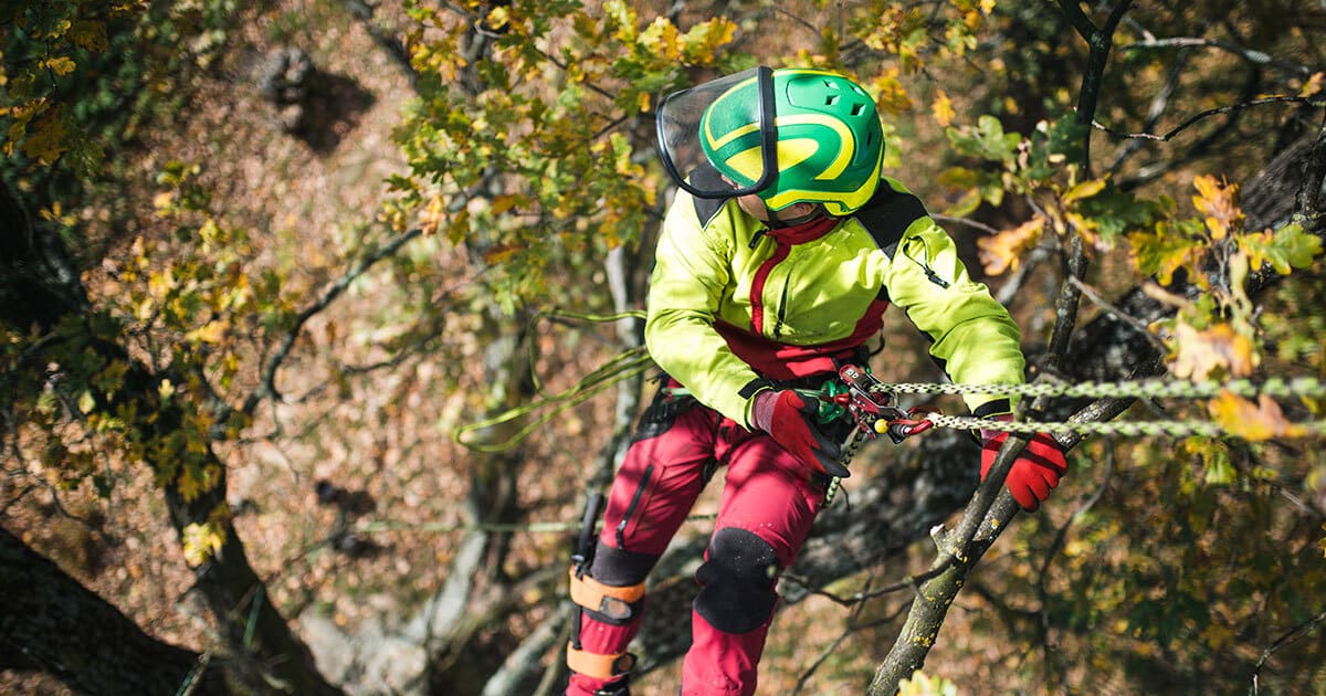 Kildonan Tree Services | A Day in the Life of a Certified Winnipeg Arborist | Arborist hanging from a tree