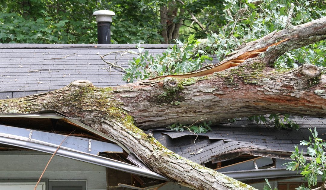 Risks of Ignoring Tree Care and Maintenance