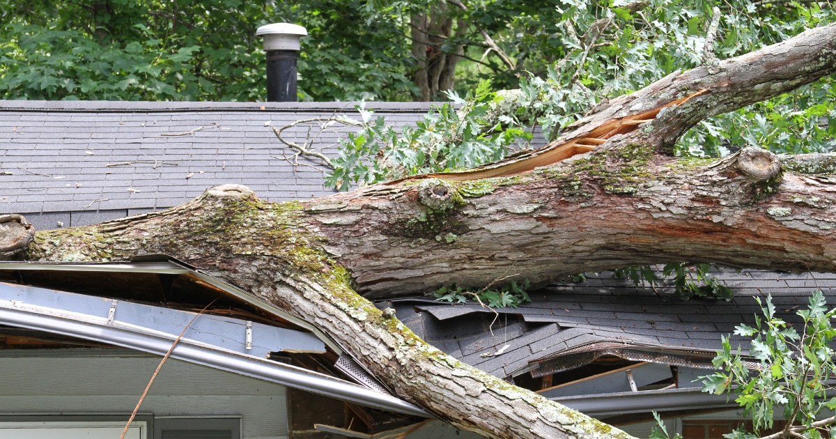 Kildonan Tree Service | Broken tree on top of a house