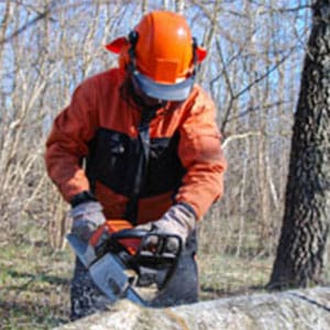 A worker cutting down a tree A worker cutting down a tree