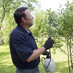 A worker fertilizing tree A worker fertilizing tree
